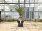 Online Veiling: Palmboom (Yucca Rostrata)