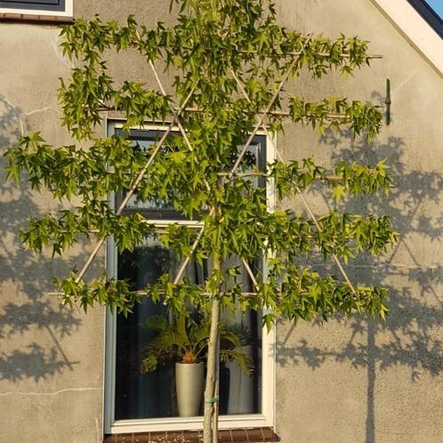Lei-amberboom - Liquidambar styr. Worplesdon - Omtrek: 6-1, Tuin en Terras, Planten | Bomen, Ophalen of Verzenden
