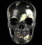 XL 496 g Fossiele schedel Shiva stone Crinoid Muschelstein, Verzamelen, Mineralen en Fossielen