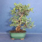Wilde pistazie bonsai (Pistacia Lentiscus) - Hoogte (boom):