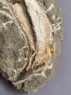 Vis - Fossiel skelet - Placoderm bone - 9.5 cm, Verzamelen, Mineralen en Fossielen