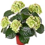 Kunstplant hortensia plant groen/roze 36 cm - Kunst horten.., Huis en Inrichting, Kamerplanten, Ophalen of Verzenden