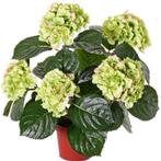 Kunstplant hortensia plant groen/roze 36 cm - Kunst horten.., Ophalen of Verzenden