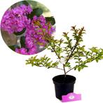 Lagerstroemia Zuni + pot 17cm, Verzenden