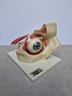 Anatomisch model - kunststof - 1970-1980 - Menselijk oog in