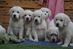 Golden Retriever Pups - Kies Zorgvuldig / Kies met Stamboom., Golden retriever, Nederland, Parvo, 8 tot 15 weken