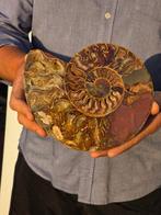 Ammoniet - Gefossiliseerde schelp - Aioloceras (Cleoniceras), Verzamelen