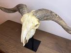Geit Schedel op een standaard - Hemitragus jemlahicus - 35, Antiek en Kunst, Curiosa en Brocante