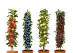 4 Winterharde fruitbomen: Kers, Pruim, Appel en Peer-4, Verzenden