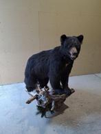 Zwarte beer Taxidermie volledige montage - Ursus americanus, Verzamelen, Dierenverzamelingen, Nieuw