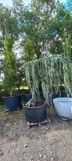 Cedrus Atlantica glauca Pendula treurceder, Tuin en Terras, Planten | Bomen, Ophalen