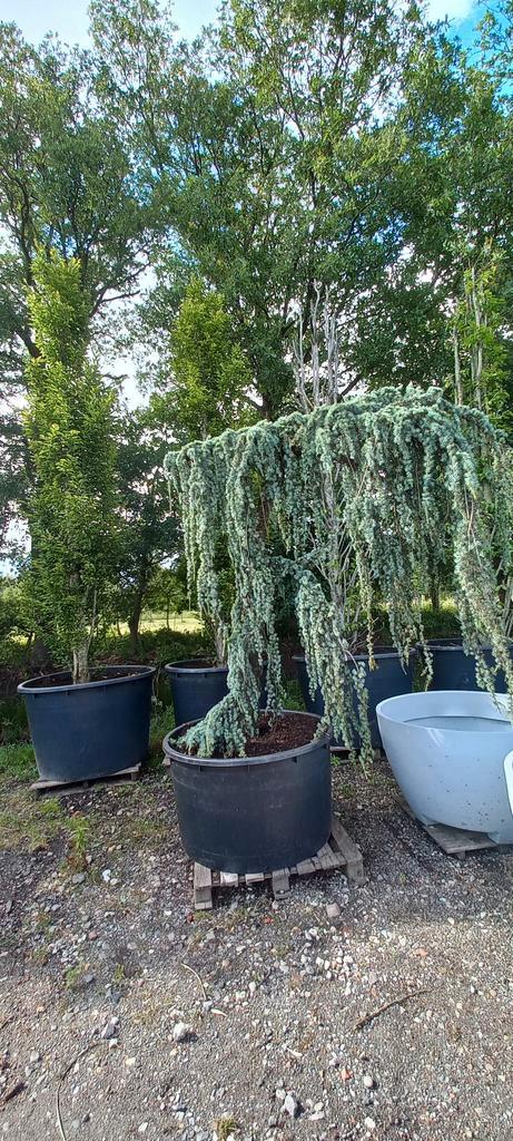 Cedrus Atlantica glauca Pendula treurceder, Tuin en Terras, Planten | Bomen, Ophalen