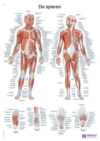 Anatomie poster spieren (Nederlands/Latijn, papier, 50x70..., Sport en Fitness, Overige Sport en Fitness, Verzenden