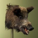 Wild Zwijn Middel Taxidermie Opgezette Dieren By Max, Verzamelen, Ophalen of Verzenden, Nieuw, Wild dier, Opgezet dier