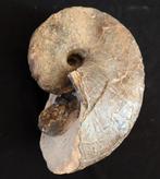 Nautilus - Gefossiliseerde schelp - Cenoceras belmontense -, Verzamelen