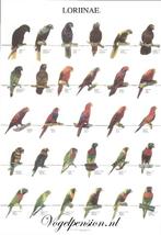 Vogelposter Lori deel 1 gelamineerd - Vogelposters, Dieren en Toebehoren, Verzenden, Nieuw