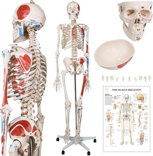 Anatomie skelet model, levensgroot met spier weergave, Huis en Inrichting, Overige Huis en Inrichting, Verzenden