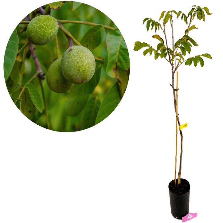 Juglans regia Fernor, Walnotenboom + pot 23c, Tuin en Terras, Planten | Fruitbomen, Volle zon, Verzenden