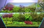 Aquariumplanten Vers Gekweekt! In Vitro! ALLE SOORTEN, Dieren en Toebehoren, Vissen | Aquaria en Toebehoren, Nieuw, Plant(en), Steen of Hout