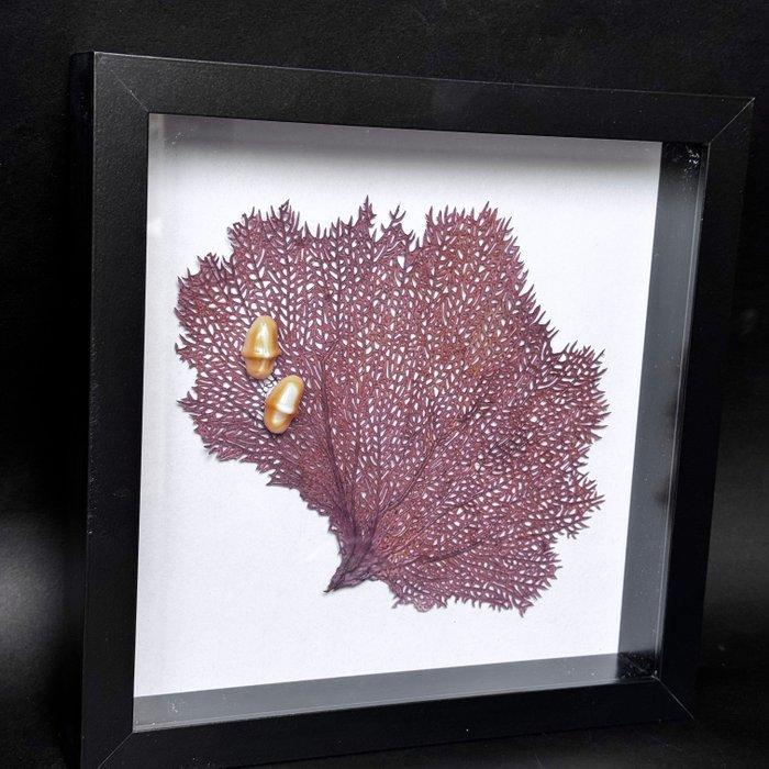 paarse zeewaaier met parasitaire slakken Taxidermie, Antiek en Kunst, Curiosa en Brocante