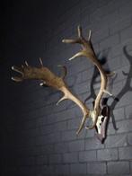 Fallow Buck Trophy Schedel - Dama dama - 60 cm - 75 cm - 65, Verzamelen, Dierenverzamelingen, Nieuw