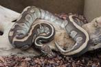 python regius butter confusion kweekman, Dieren en Toebehoren, Reptielen en Amfibieën, Slang, Tam, 3 tot 6 jaar