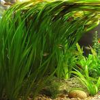 Aquariumplant - Vallisneria Spiralis bos (Aquariumplanten), Verzenden, Nieuw, Plant(en), Steen of Hout