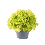 Heuchera villosa Carnival Lime (Herfstplanten kopen?), Tuin en Terras, Ophalen of Verzenden, Vaste plant, Bodembedekkers, Halfschaduw