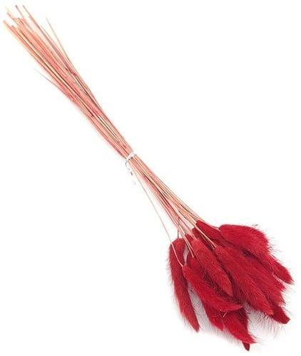 Lagurus Ovatus Pluimgras Graspluimen in hoes Rood 100 gram, Huis en Inrichting, Woonaccessoires | Kunstplanten en Kunstbloemen