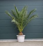 Dadelpalm Phoenix canariensis h 225 cm st. h 25 cm, Tuin en Terras, Planten | Bomen, Verzenden