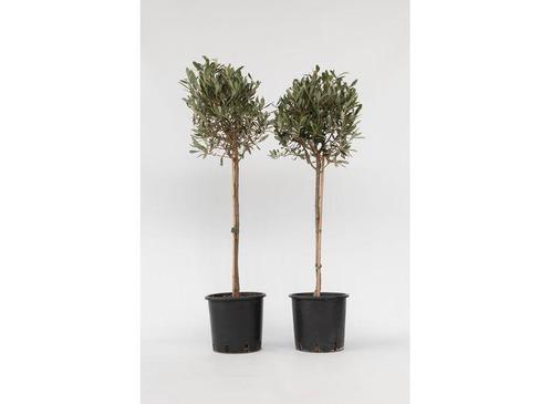 Set van 2 XL Olijfbomen, Huis en Inrichting, Kamerplanten, Verzenden