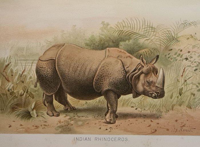 Richard Lydekker - The royal natural history - mammals a.o., Antiek en Kunst, Antiek | Boeken en Bijbels