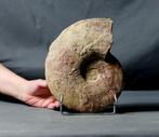 Grote ammoniet - Gefossiliseerd dier - Leopoldia levigata -