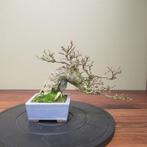 Acer buergerianum - Hoogte (boom): 18 cm - Diepte (boom): 32