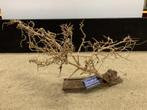Osaka Bonsai Tree nr 1 - 59x20x34cm - aquascaping boom, Dieren en Toebehoren, Ophalen of Verzenden, Nieuw, Plant(en), Steen of Hout