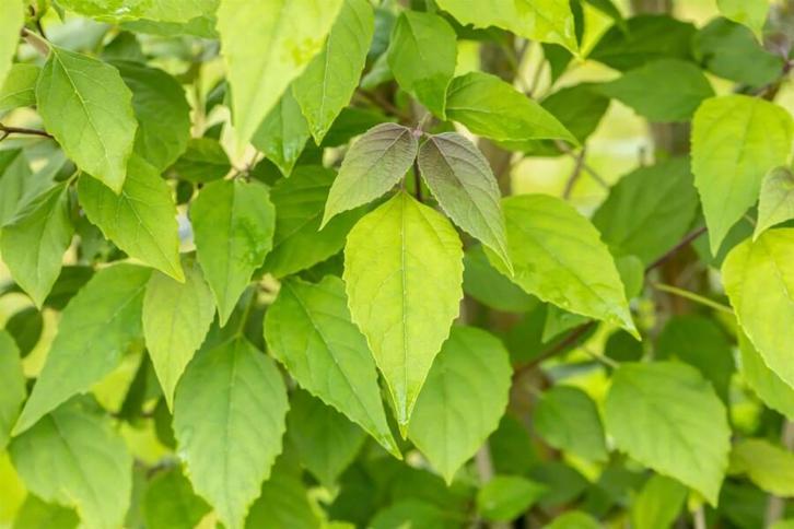 Clerodendrum trichotomum meerstammig, Tuin en Terras, Planten | Tuinplanten