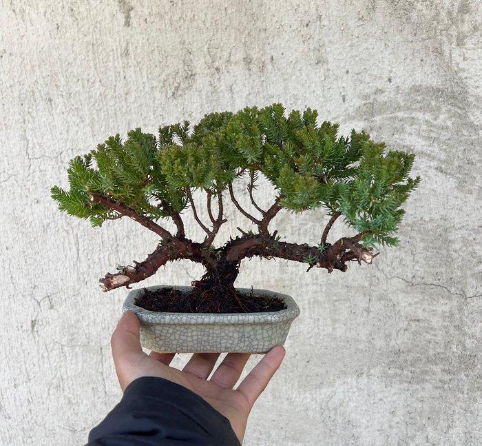 Jeneverbes bonsai (Juniperus) - Hoogte (boom): 17 cm -, Antiek en Kunst, Curiosa en Brocante