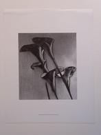 Man Ray (1890–1976) - Flower