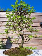 Japanese iep bonsai (Zelkova) - Hoogte (boom): 38 cm -