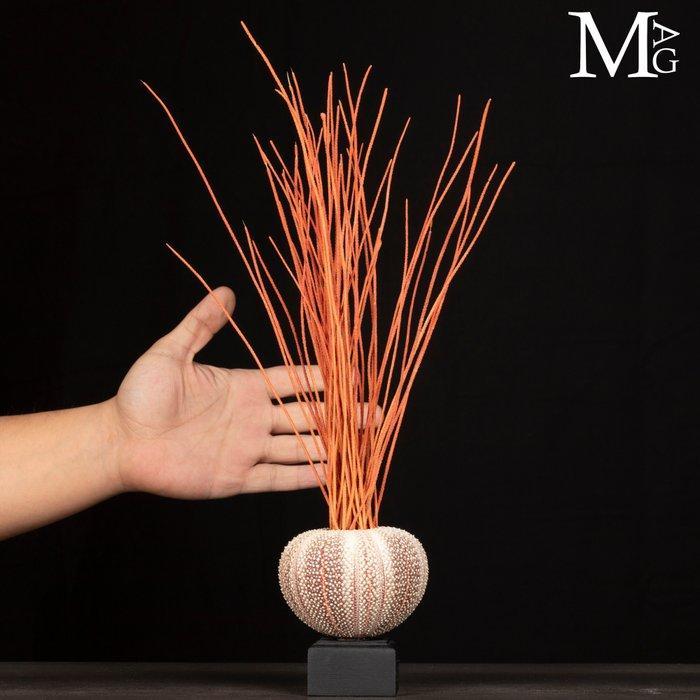 Mariene decoratie – zeepaddenstoel en gorgonia - Hoogte: 450, Verzamelen, Mineralen en Fossielen