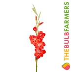 The Bulb Farmers - 120 x Gladiool Atom - rood met wit, Voorjaar, Bloembol, Verzenden, Volle zon