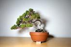 Jeneverbes bonsai (Juniperus) - Hoogte (boom): 25 cm -, Antiek en Kunst, Kunst | Schilderijen | Klassiek