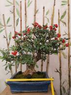 Vuurdoorn bonsai (Pyracantha) - Hoogte (boom): 50 cm -, Antiek en Kunst, Curiosa en Brocante