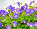Ooievaarsbek - Geranium Rozanne - Bodembedekker - Geranium, Ophalen of Verzenden, Vaste plant, Bodembedekkers