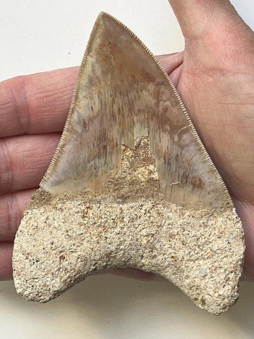 Megalodon tand 11,3 cm - Fossiele tand - Carcharocles, Verzamelen, Mineralen en Fossielen