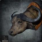 Large Cape Buffalo Taxidermie wandmontage - Syncerus caffer, Nieuw