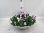 Viola corn. mix - Hoogte 25cm - Potmaat 33cm, Huis en Inrichting, Kamerplanten, Ophalen