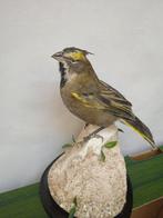 gele kardinaal Taxidermie volledige montage - Gubernatrix, Nieuw