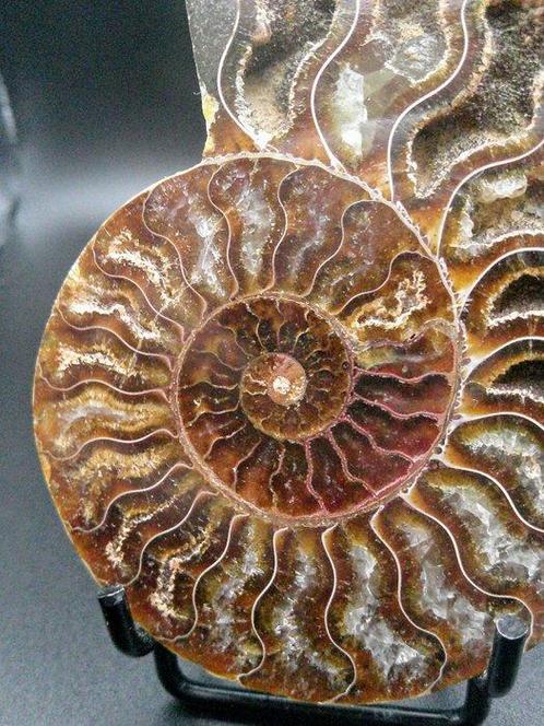 Ammoniet - Gefossiliseerde schelp - Cleoniceras sp. - 9.1 cm, Verzamelen, Mineralen en Fossielen