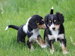 Leuke Gezelschapshondjes., Nederland, Parvo, Overige rassen, 8 tot 15 weken